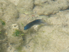 Stegastes fuscus