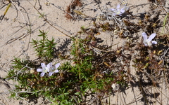 Roella prostrata