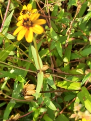 Zinnia maritima