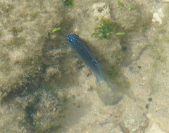 Stegastes fuscus