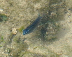 Stegastes fuscus