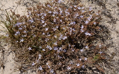 Roella prostrata