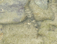 Bathygobius