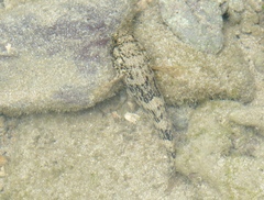 Bathygobius