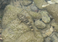 Bathygobius