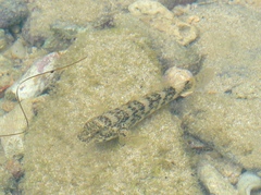 Bathygobius