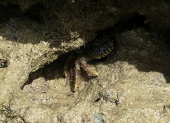 Eriphia gonagra