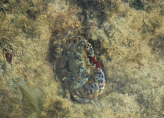 Eriphia gonagra