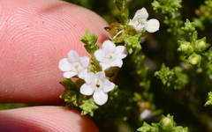 Euchaetis burchellii