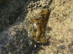 Aplysia dactylomela