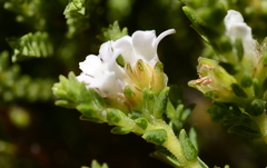 Euchaetis burchellii