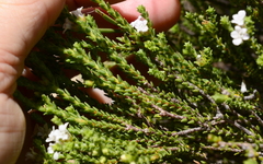 Euchaetis burchellii