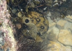 Aplysia dactylomela