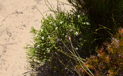 Euchaetis burchellii
