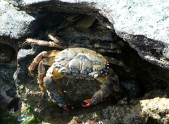 Eriphia gonagra