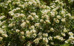 Diosma subulata