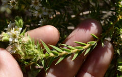 Diosma subulata