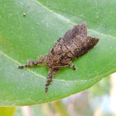 Orgyia postica