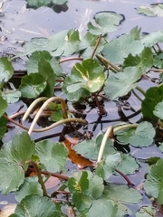 Eugaurax floridensis