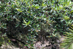 Anastrabe integerrima