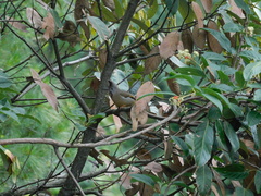 Yuhina gularis