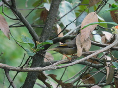 Yuhina gularis