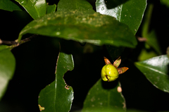 Cassipourea malosana