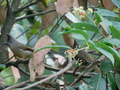 Yuhina gularis
