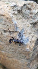 Monticomorpha flavolimbata