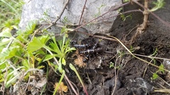 Monticomorpha flavolimbata