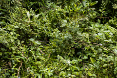 Endostemon obtusifolius