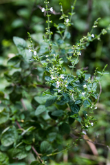 Endostemon obtusifolius