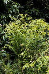 Englerodaphne pilosa