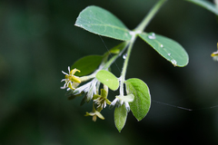 Englerodaphne pilosa