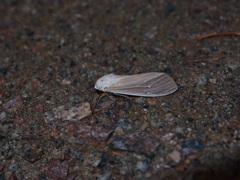 Creatonotos transiens vacillans