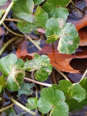 Eugaurax floridensis