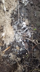 Monticomorpha flavolimbata