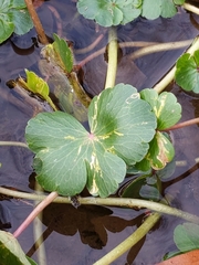 Eugaurax floridensis