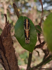 Papilio clytia