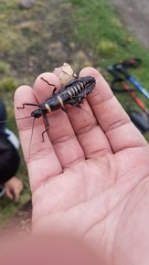 Monticomorpha flavolimbata