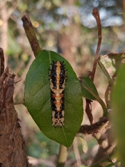 Papilio clytia
