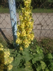 Verbascum pyramidatum