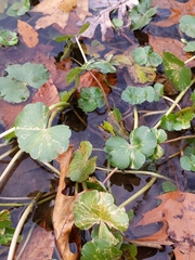 Eugaurax floridensis