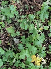 Geranium × cantabrigiense
