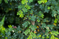 Indigofera micrantha