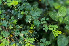 Indigofera micrantha