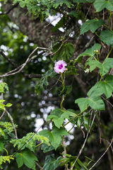 Ipomoea mauritiana