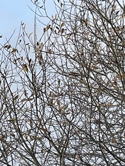 Fringilla montifringilla