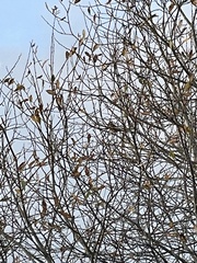 Fringilla montifringilla