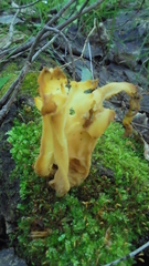 Gyromitra sphaerospora
